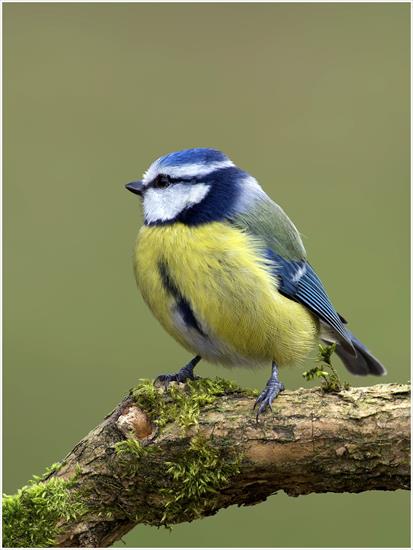 Top 10 najbardziej kolorowych polskich ptaków - 7. Modraszka Cyanistes caeruleus.jpg